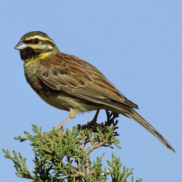 Emberiza cirlus