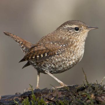 Troglodytes troglodytes