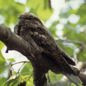 Eurasian Nightjar