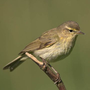 Common Chiffchaff