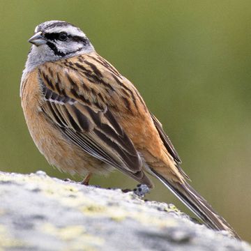 Rock Bunting