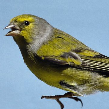 Alpine Citril Finch