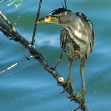 Little Bittern