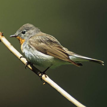 Red-breasted Flycatcher