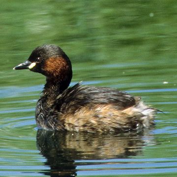 Tachybaptus ruficollis