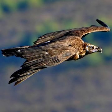 Cinereous Vulture