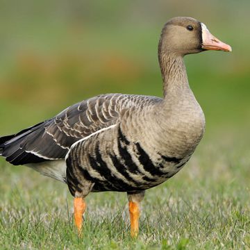 Greater White-fronted Goose