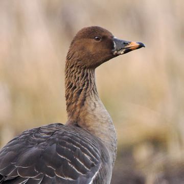 Bean Goose