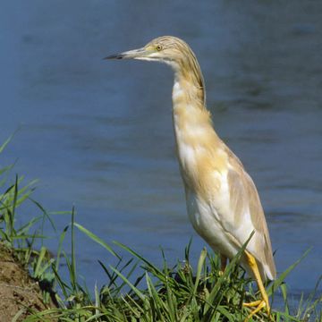 Squacco Heron