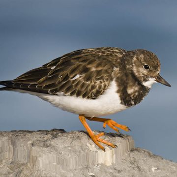 Ruddy Turnstone