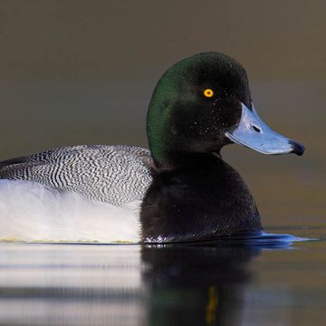 Greater Scaup