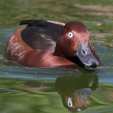 Ferruginous Duck