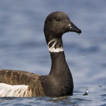 Branta bernicla