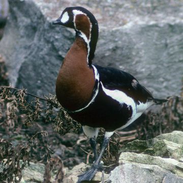 Branta ruficollis