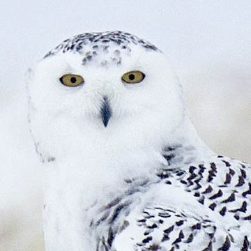 Snowy Owl