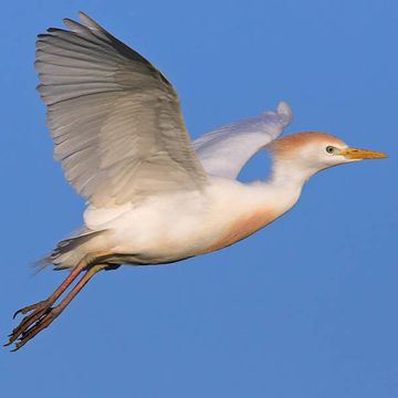 Cattle Egret