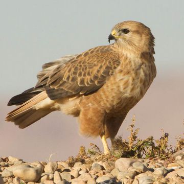 Buteo rufinus