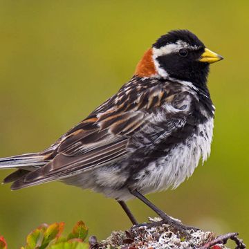 Lapland Longspur