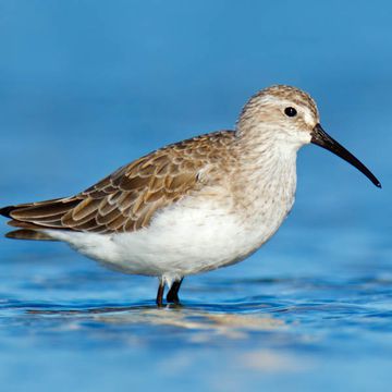 Calidris ferruginea