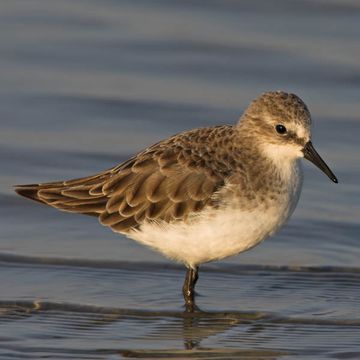 Calidris minuta