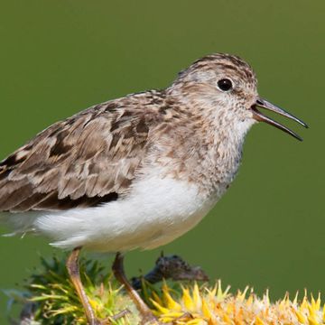 Calidris temminckii