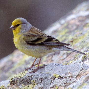 Mediterranean Citril Finch