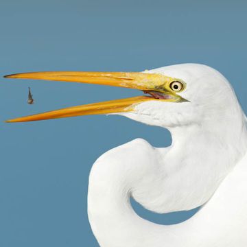 Great Egret