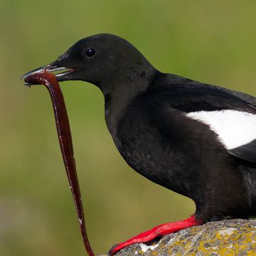 Black Guillemot