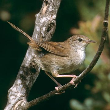 Cetti's Warbler