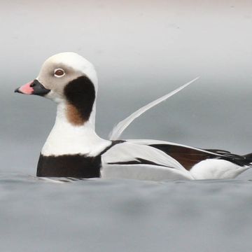 Long-tailed Duck