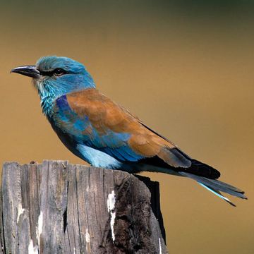 European Roller