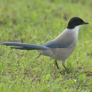 Azure-winged Magpie