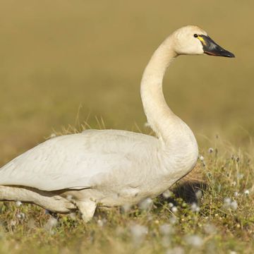 Tundra Swan