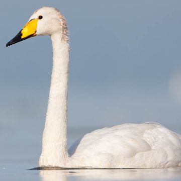 Whooper Swan