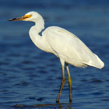 Egretta garzetta