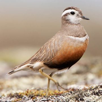 Eurasian Dotterel