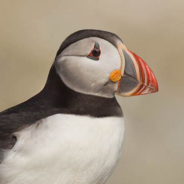 Atlantic Puffin