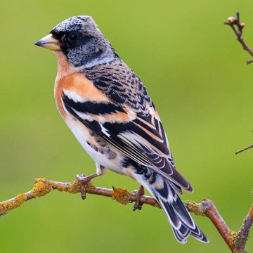 Fringilla montifringilla