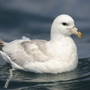 Northern Fulmar