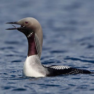 Gavia arctica