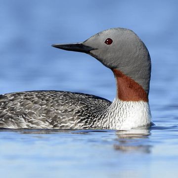 Red-throated Loon