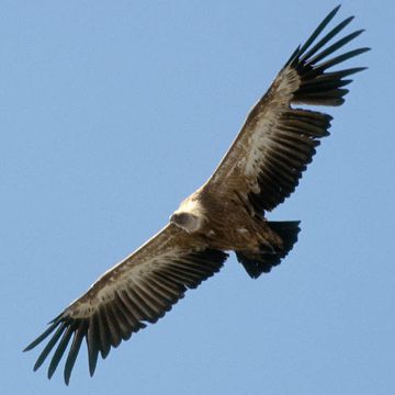 Griffon Vulture