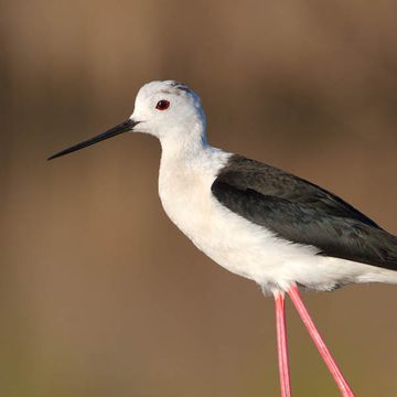 Black-winged Stilt