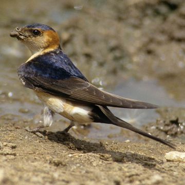 Hirundo daurica