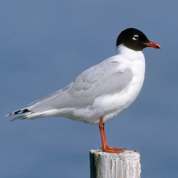 Larus melanocephalus