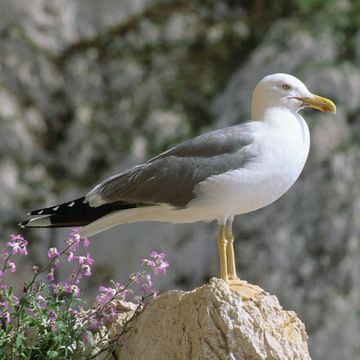 Yellow-legged Gull