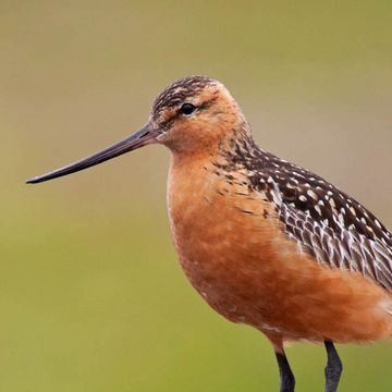 Bar-tailed Godwit