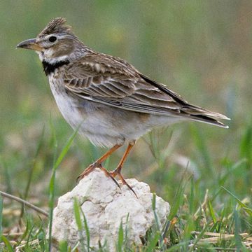 Calandra Lark