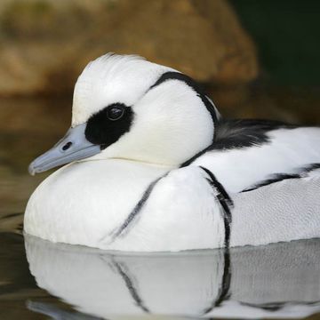 Smew