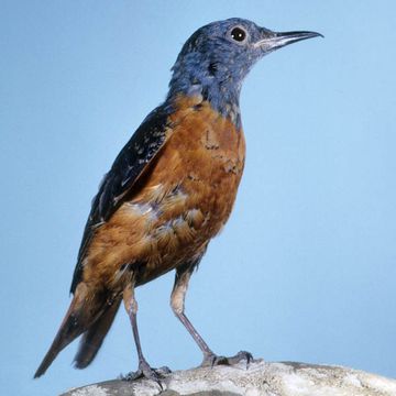 Rufous-tailed Rock-thrush